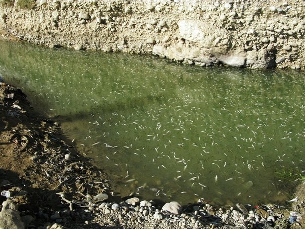 مرگ ماهی ها در رود بشار