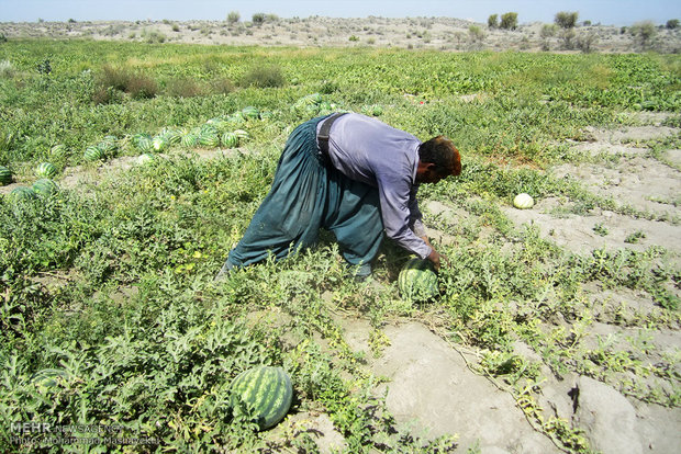 برداشت هندوانه بهاره از مزارع شهرستان هشت بندی استان هرمزگان