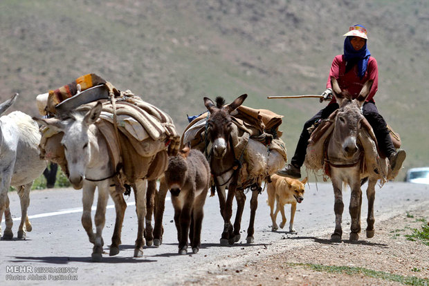 آغاز کوچ بهاره عشایر 