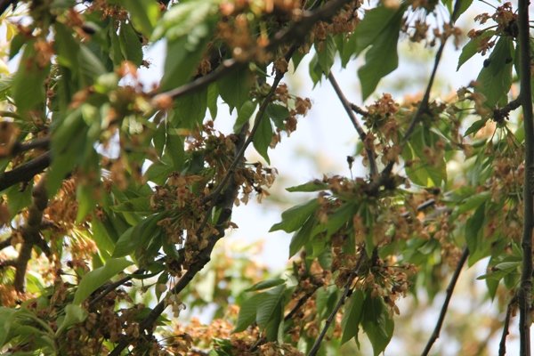 سرمازدگی باغ نهاوند