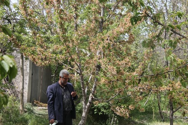 «تب و لرز» قطب کشاورزی را بستری کرد/ دسترنج یکساله نابود شد سرمازدگی باغ نهاوند