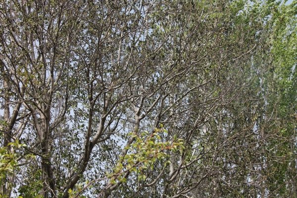 سرمازدگی باغ نهاوند