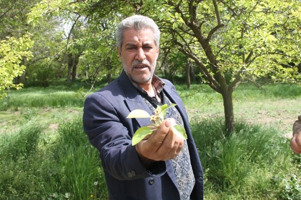 سرمازدگی باغ نهاوند