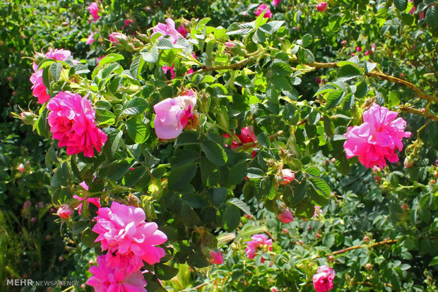 آغاز جشنواره گلاب گیری در نیاسر کاشان