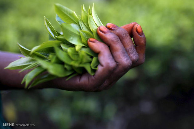 صنعت چای هند