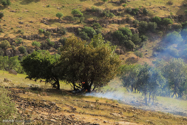 آتش سوزی جنگل ها و مراتع مله کوه رومشگان