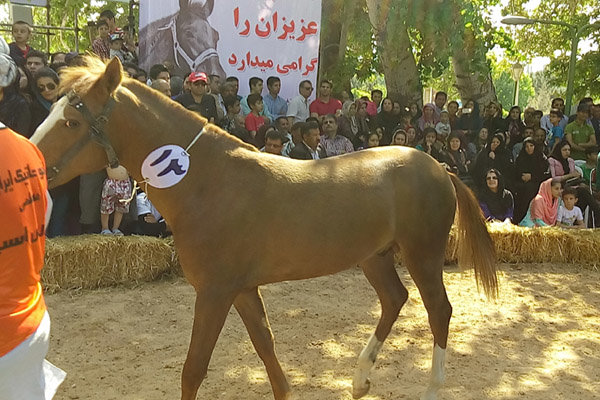 جشنواره زیبایی عکس اصیل ترکمن در بجنورد