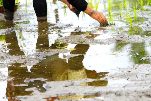 نشاکاری برنج شالیزارهای روستای بی بالان استان گیلان