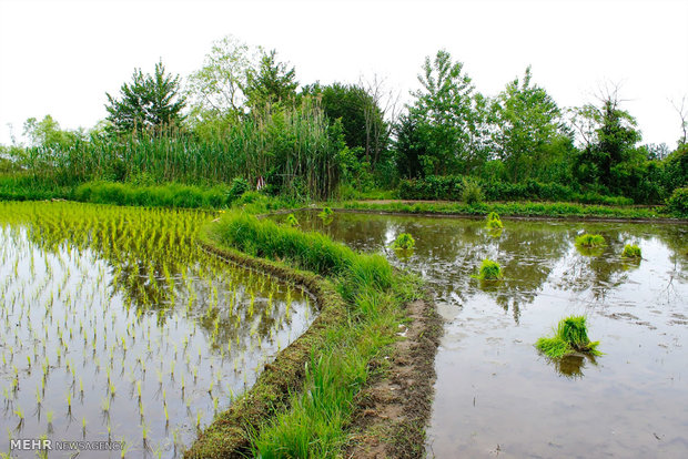 نشاکاری برنج شالیزارهای روستای بی بالان استان گیلان