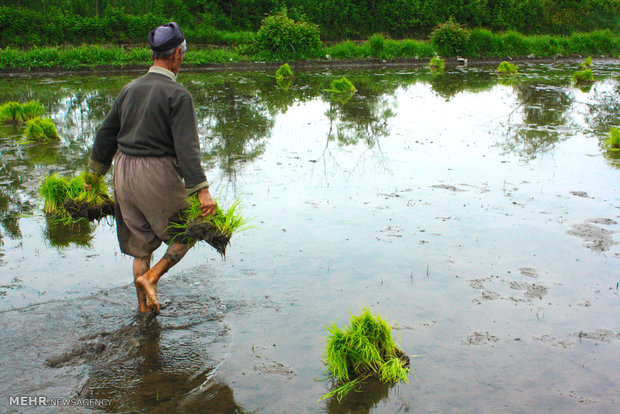 نشاکاری برنج شالیزارهای روستای بی بالان استان گیلان