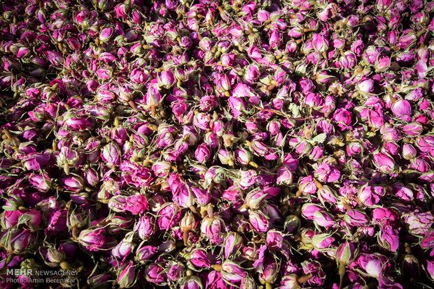 اثرات پودر گل سرخ در درمان قطعی آلزایمر به اثبات رسید برداشت گل محمدی دیم و گلاب گیری لایزنگان استان فارس
