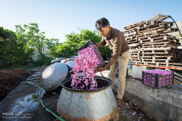 برداشت گل محمدی دیم و گلاب گیری لایزنگان استان فارس
