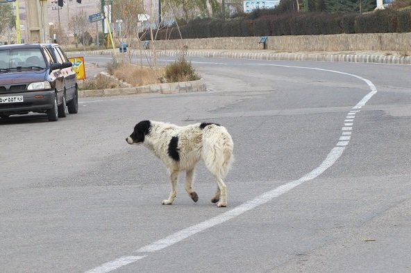 Image result for ‫سگ های خیابانی‬‎
