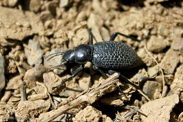 تصاویر ماکرو از حشرات