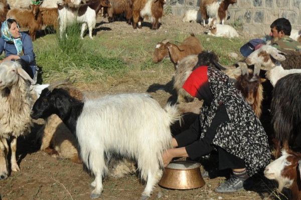  «چوپان شورش» باوری کهن در بسطام