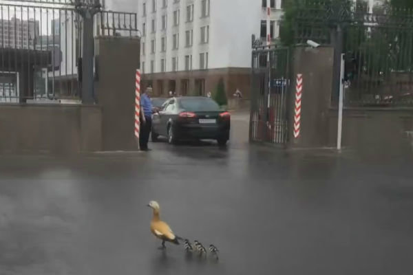 فیلم/ حضور ۵ اردک در دفتر نخست وزیری روسیه