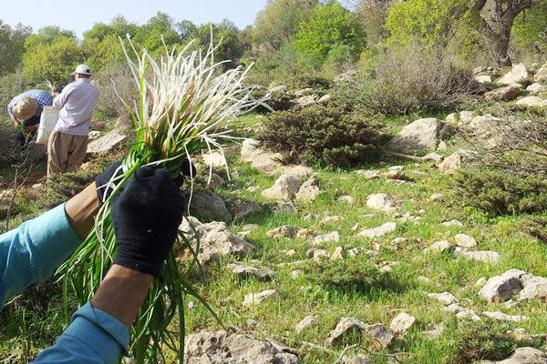 کشت گیاهان دارویی بهترین نسخه برای نجات اقتصاد اصفهان است