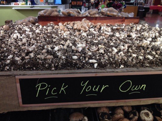 pick-your-own-mushrooms2-550x413.jpg