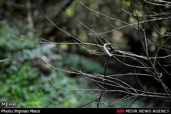 ردپای همه چیزخوارها درجنگلهای هیرکانی/راشها خواب مرگ میبینند کراپشده - هیرکانی