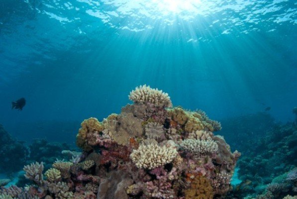 گرم شدن آب دریاها تهدیدی برای میگوها