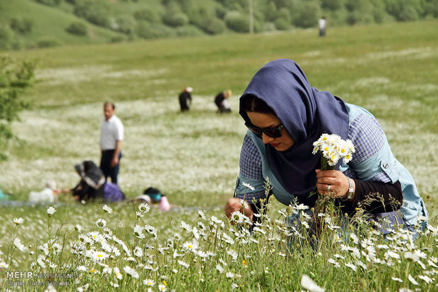 دشت گلهای بابونه جنگل فندقلو در اردبیل