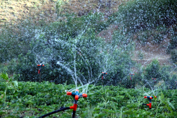 آبیاری تحت فشار مزارع توت فرنگی 