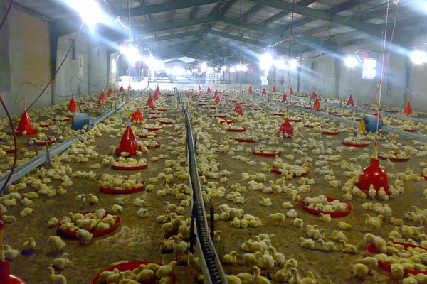 جوجه ریزی در واحدهای پرورش مرغ گوشتی سمنان ۱۳ درصد رشد داشت