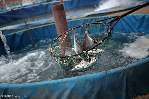پرورش ماهی در غزه‎