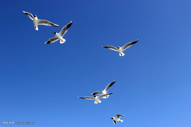 تغییرات اقلیمی پرندگان را مجبور به مهاجرت می کند