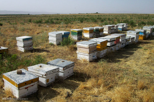 خشکسالی زنبورداران خراسان جنوبی را به مهاجرت واداشته است