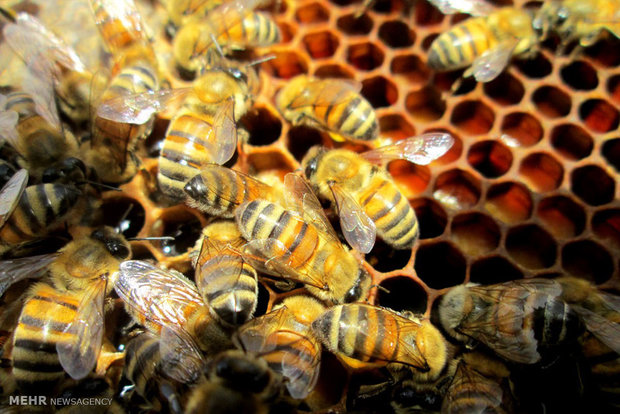 کلونی های زنبور عسل در منطقه ایسپیدگان سمیرم