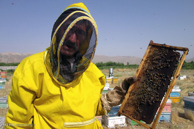 کلونی های زنبور عسل در منطقه ایسپیدگان سمیرم