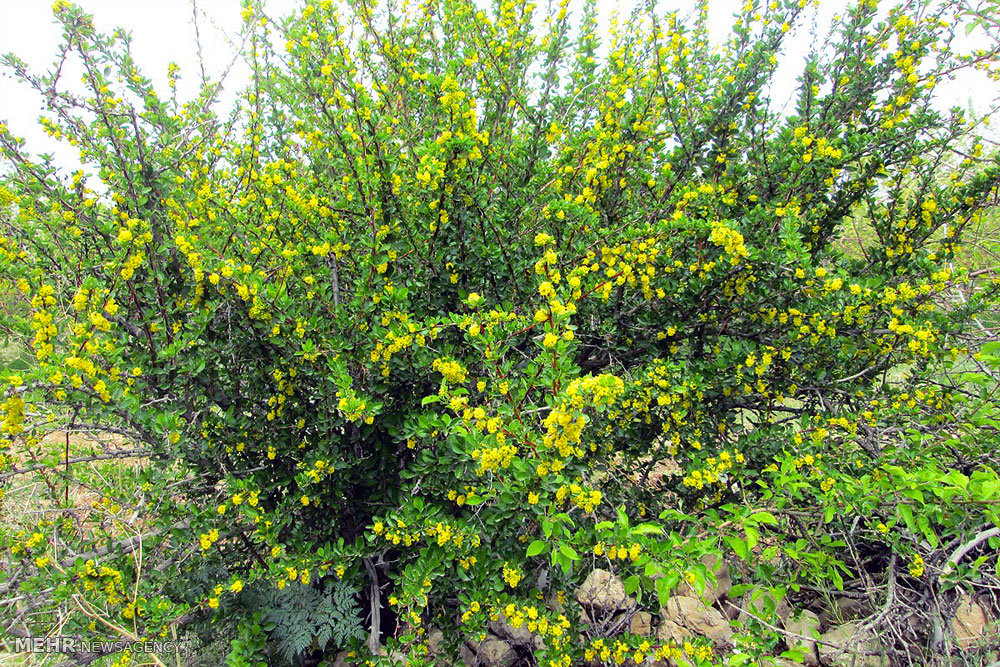 http://media.mehrnews.com/d/2015/06/29/4/1752536.jpg?ts=1435565683780