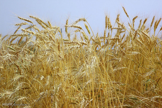 مزارع گندم شهرستان سمیرم