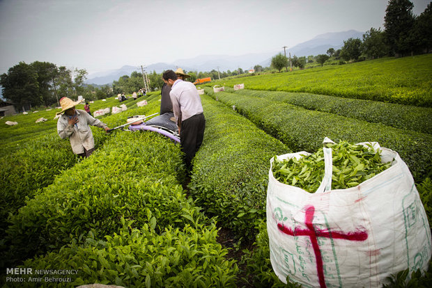 برداشت چای از مزارع ماکلوان استان گیلان