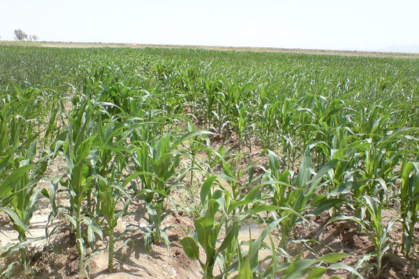 کشاورزی در میامی