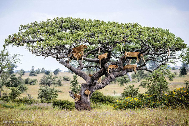 شیرها در بالای درخت