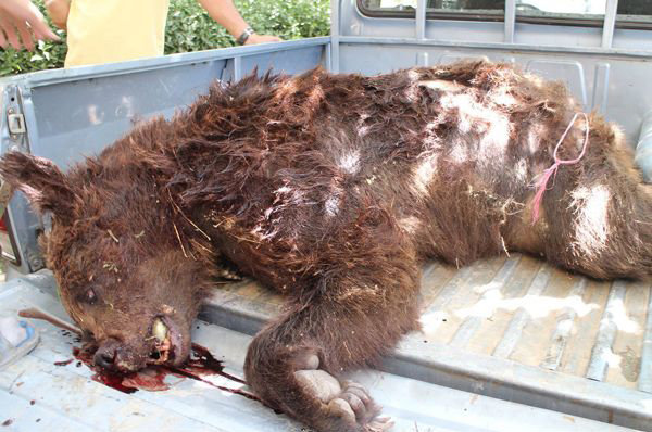 لاشه یک قلاده توله خرس قهوه ای در باغات سی سخت پیدا شد 3