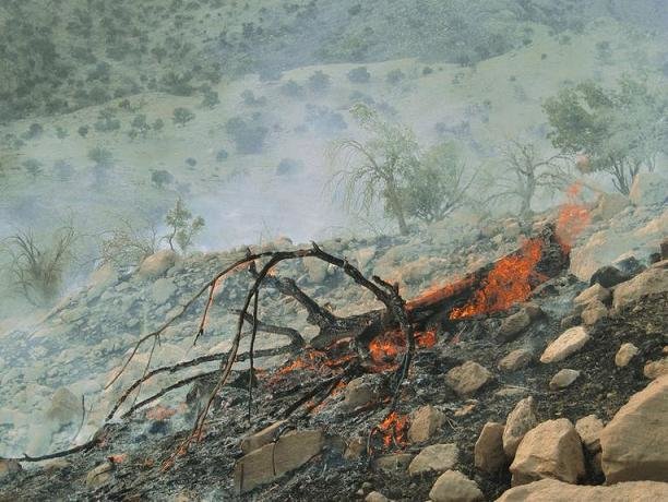 آتش سوزی جنگلهای پلدختر