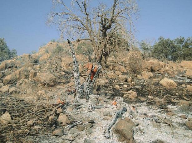 آتش سوزی جنگلهای پلدختر