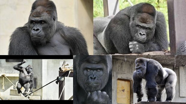 Shabani-the-handsome-gorilla.jpg