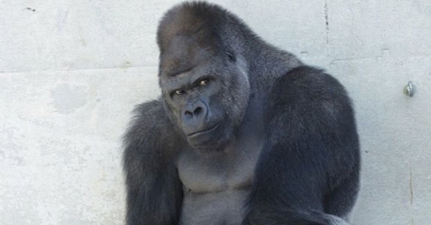 shabani-gorilla.jpg