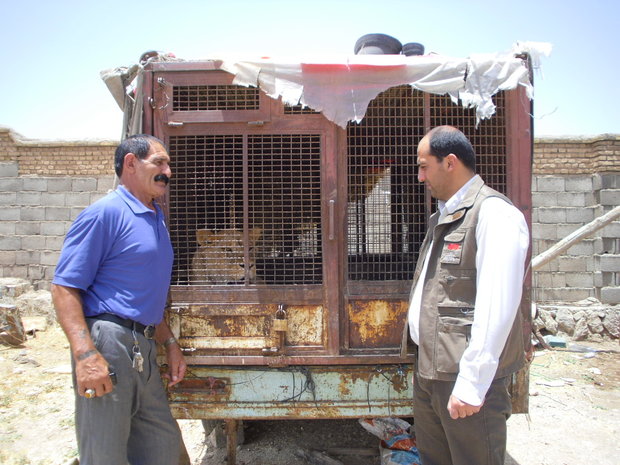 زندگی شیر جنگل با پهلوان