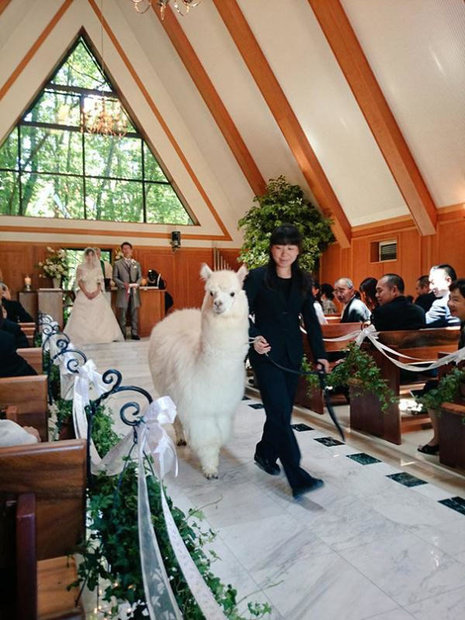 wedding-alpacas.jpg