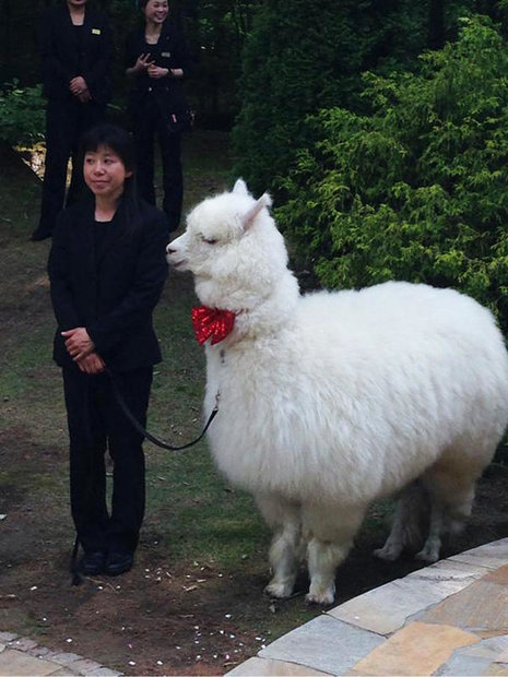wedding-alpacas2.jpg
