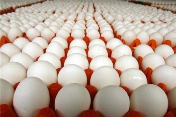 صادرات ۲۹۰ تن تخم‌مرغ از گمرک همدان