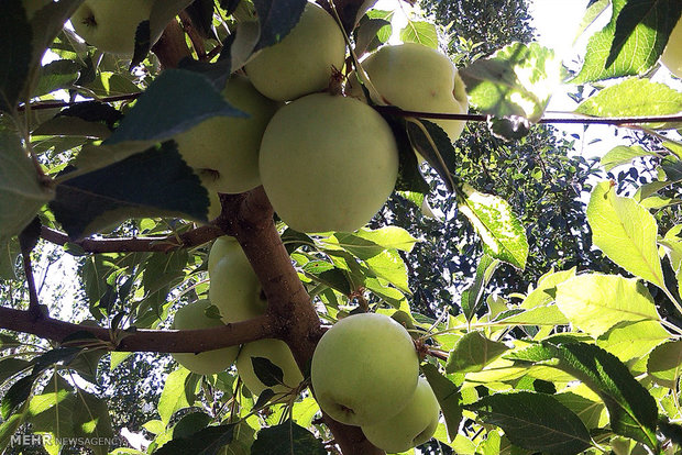 برداشت سیب گلاب از باغات روستای ریخان