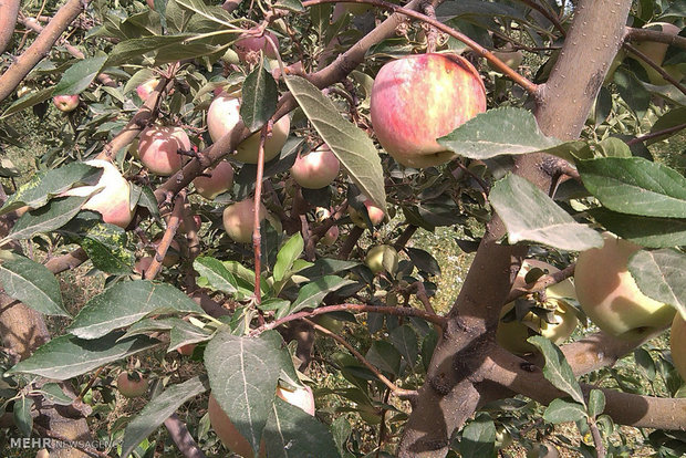 برداشت سیب گلاب از باغات روستای ریخان