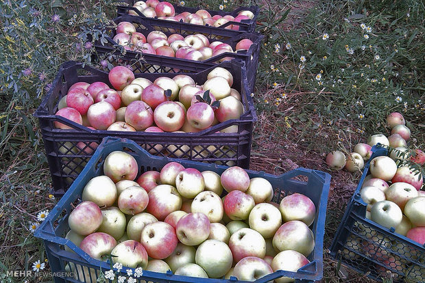 برداشت سیب گلاب از باغات روستای ریخان