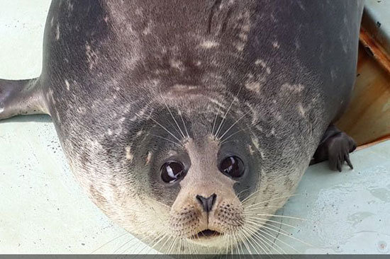 کراپشده - فک خزری گلستان